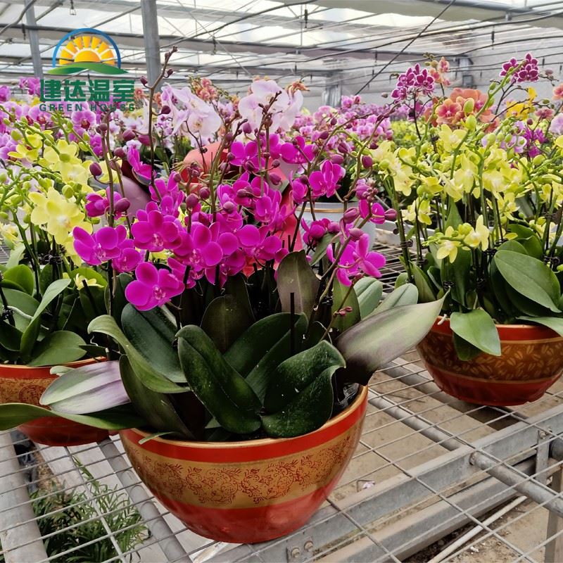 beautiful orchid in greenhouse2.jpg beautiful orchid in greenhouse2.jpg