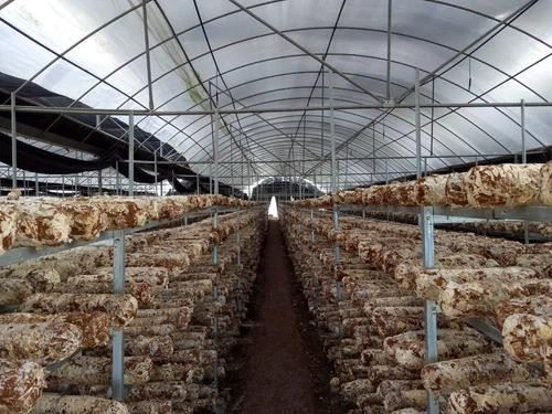 Blackout Light Deprivation Film Mushroom Greenhouse