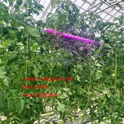 Φωτισμός θερμοκηπίου