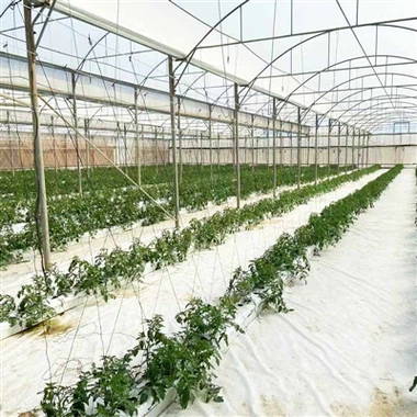 Coco Peat Tomato in The Greenhouse