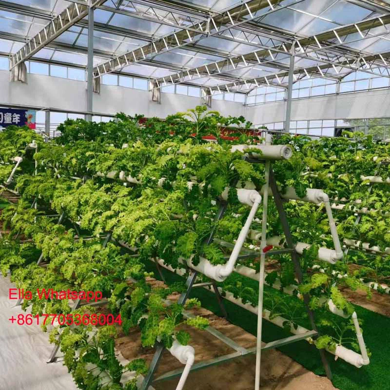 lettuce greenhouse lettuce greenhouse